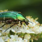 Cetonia aurata