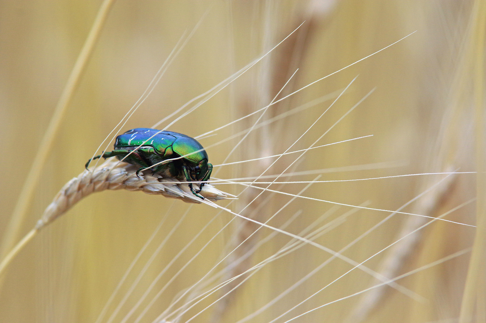 Cetonia Aurata