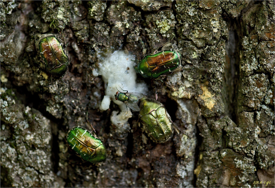 Cetonia aurata