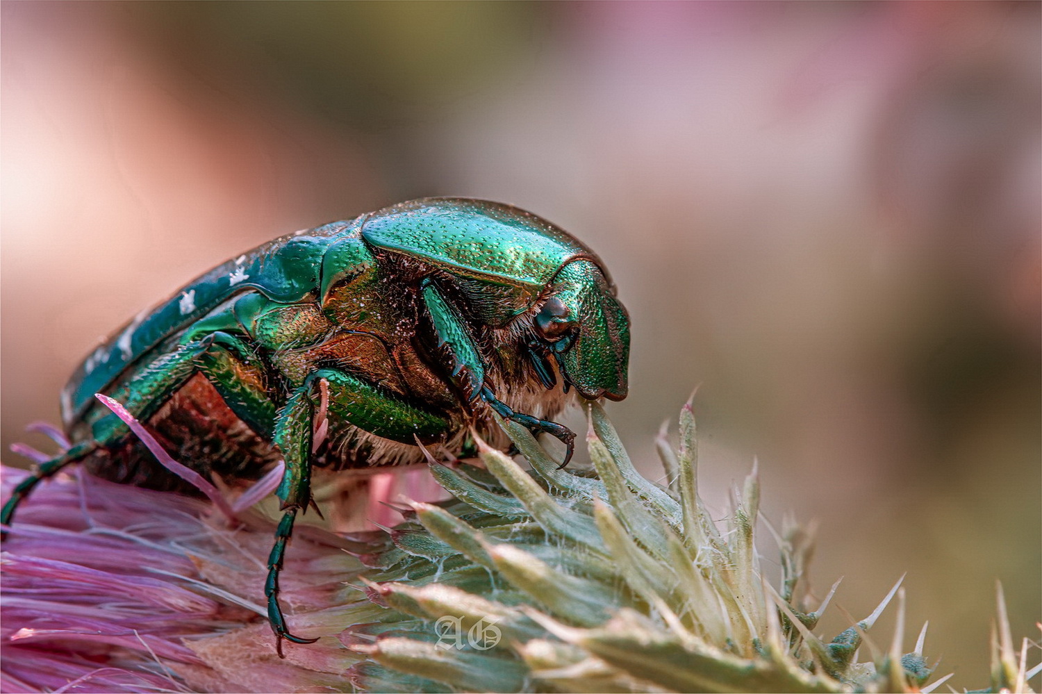 Cetonia aurata