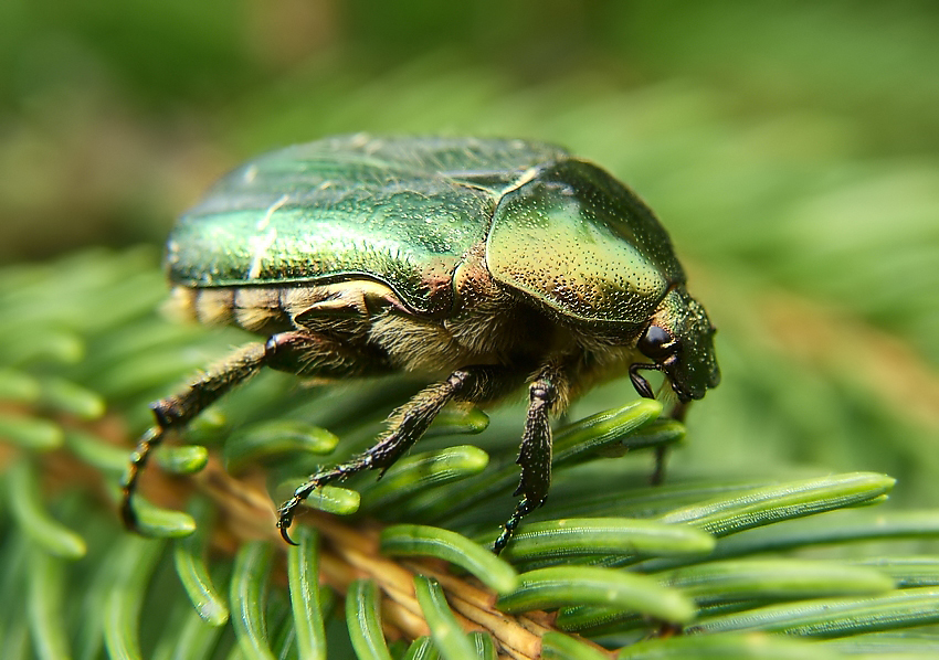 Cetonia aurata again