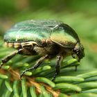 Cetonia aurata again