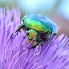 Cetonia aurata, Goldglänzender Rosenkäfer