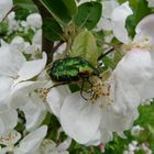 Cetonia aurata - Goldglänzender Rosenkäfer