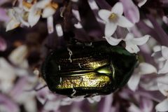 Cetonia aurata (green rose chafer)