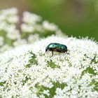 Cetonia Aurata - Green Rose Chafer