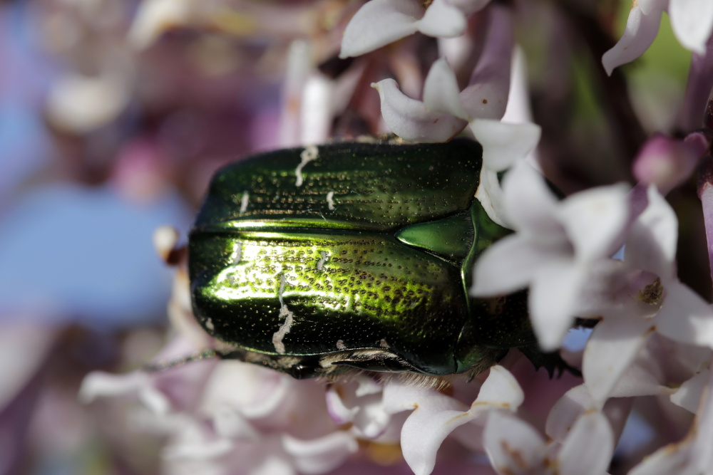 Cetonia aurata (green rose chafer)