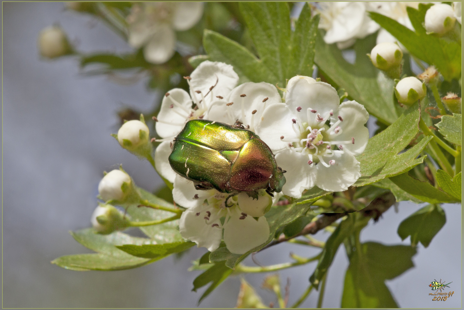 CETONIA AURATA Linnaeus, 1758 