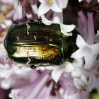 Cetonia aurata (rose chafer)