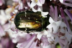 Cetonia aurata (rose chafer)