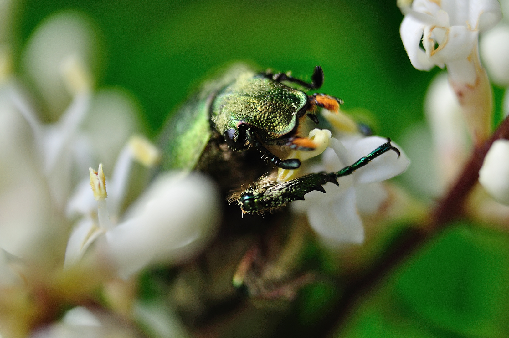 Cetonia carthami (Escarabajo verde metálico)