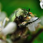 Cetonia carthami (Escarabajo verde metálico)