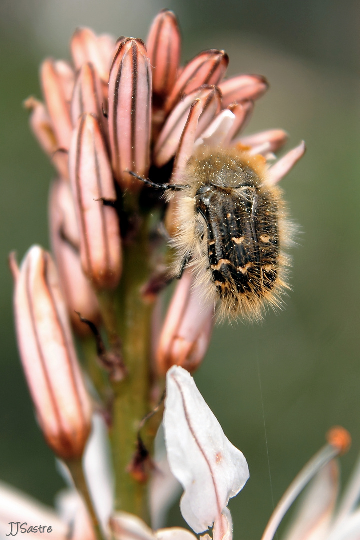 Cetonia velluda