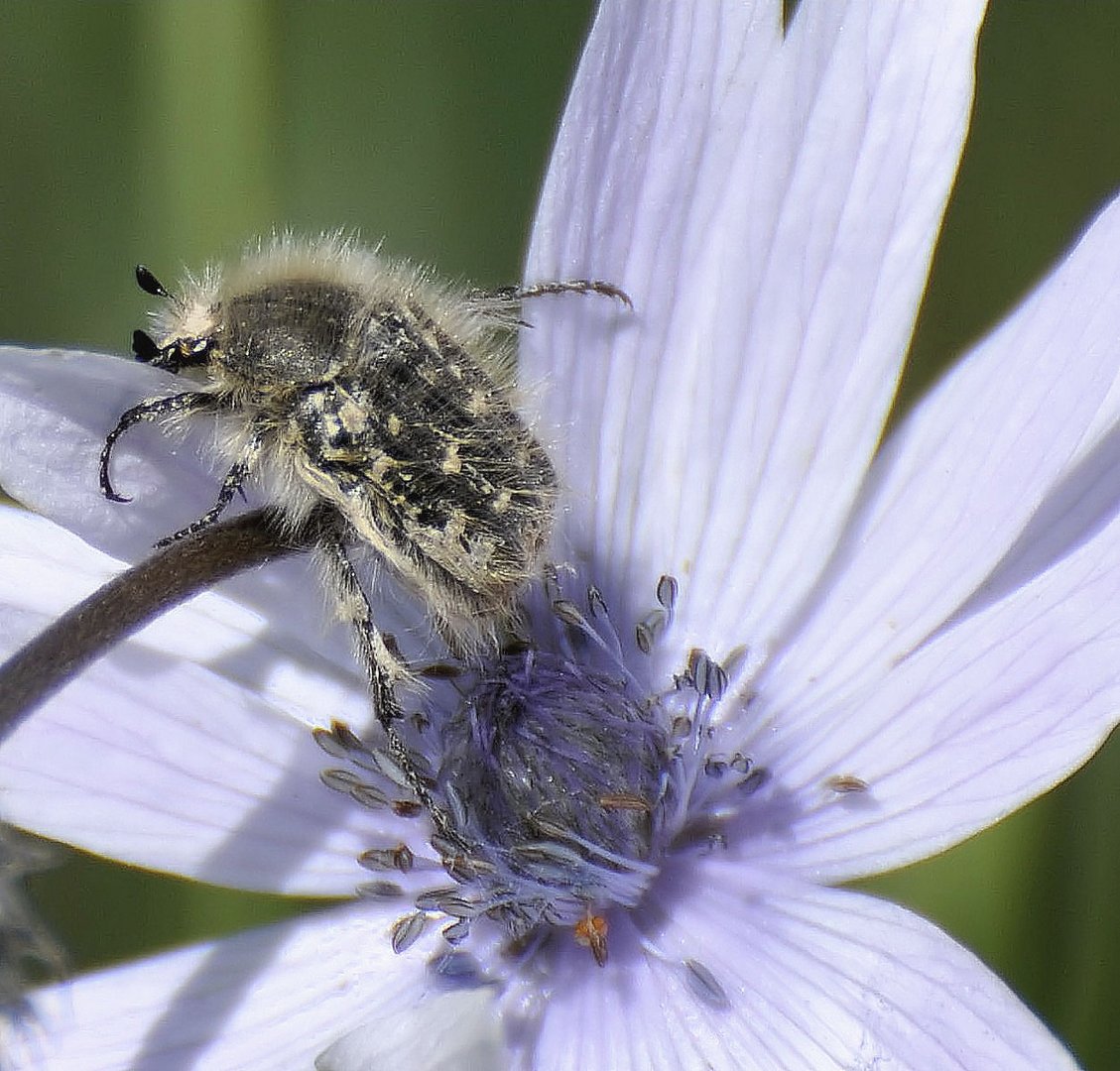 Cetoniidae - Tropinota hirta