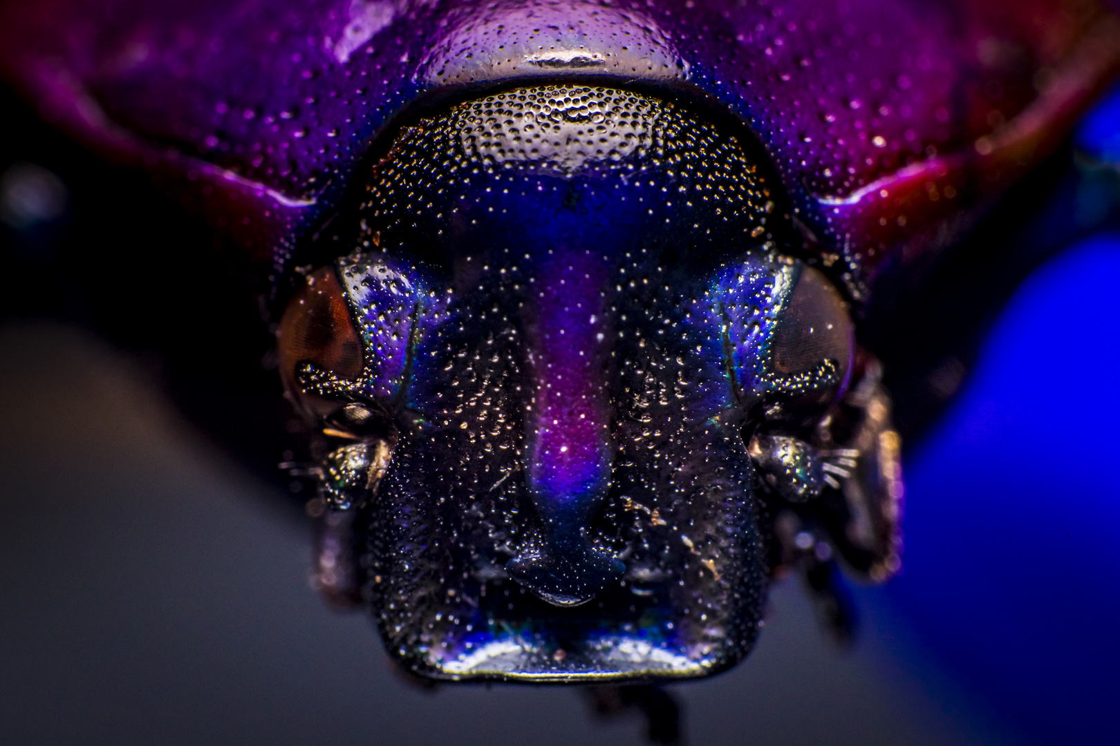Cetoniinae Foto & Bild tiere, wildlife, insekten Bilder auf