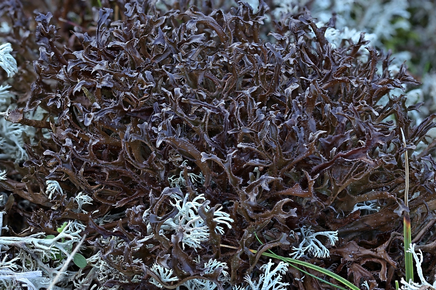 Cetraria islandica ssp.crispiformis