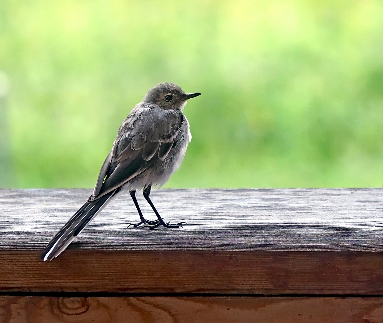 Cette bergeronnette nous a visité ce matin! --- Junge Bachstelze bei uns auf Besuch!