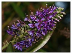 " Cette fleur de ?? est sortie dans la journée "