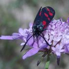 cette fleur n'est pas à l'origine des plaques rouges