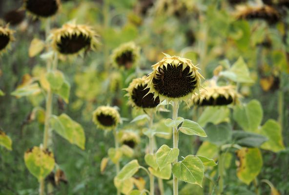 Cette fois c’est la fin !