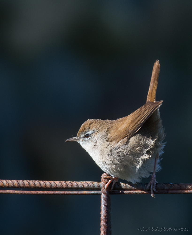 Cetti ,cetti,cetti...ja der ist´s