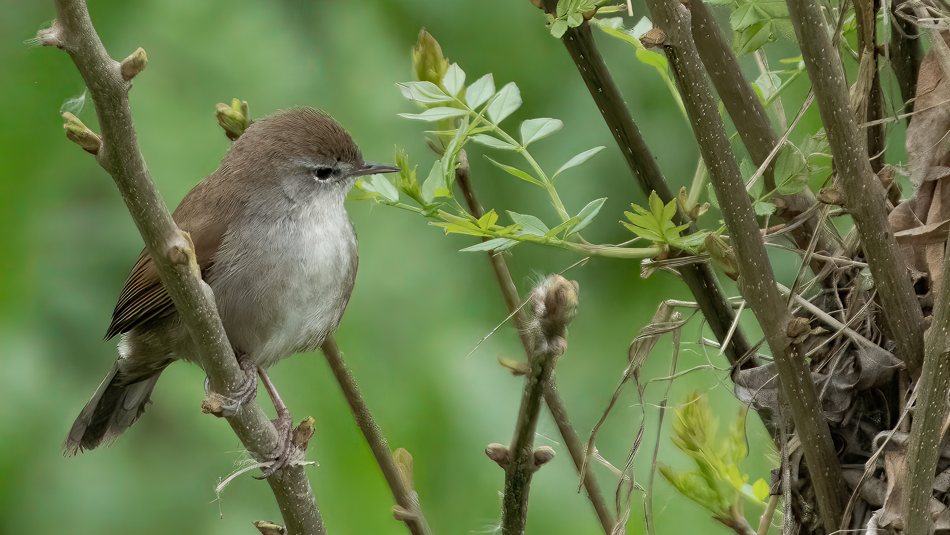 Cetti's Warbler