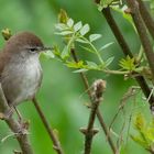 Cetti's Warbler