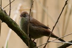 Cetti's Warbler
