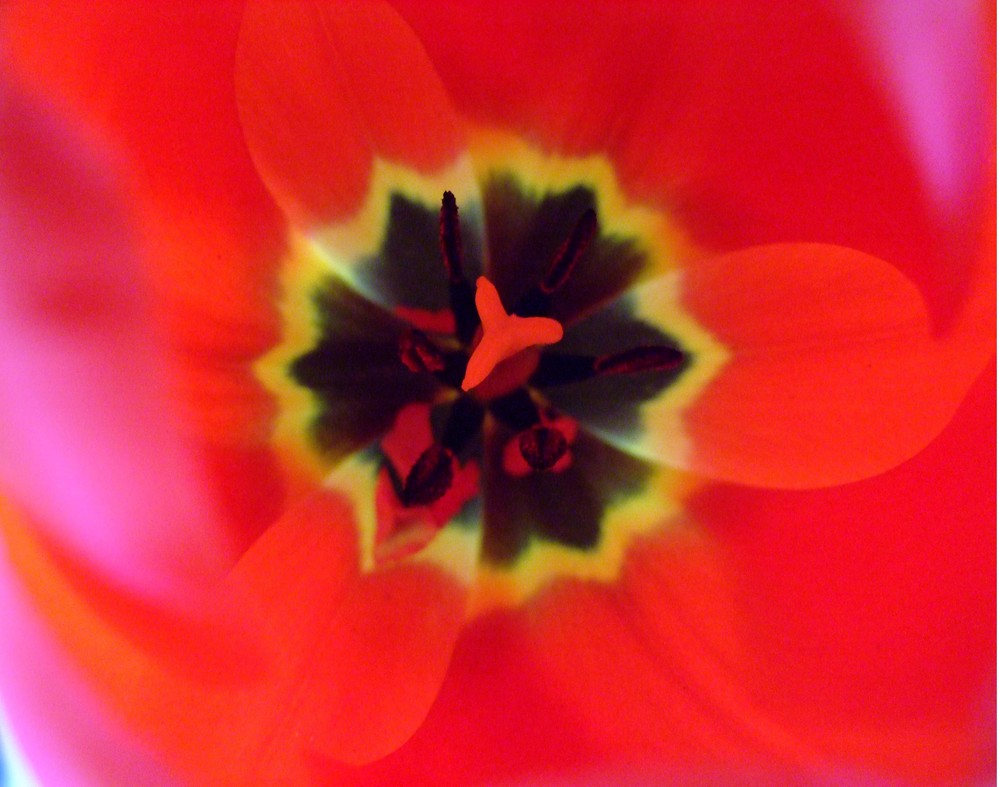 ceur de tulipe