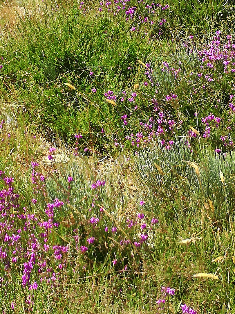 Cévennes ....