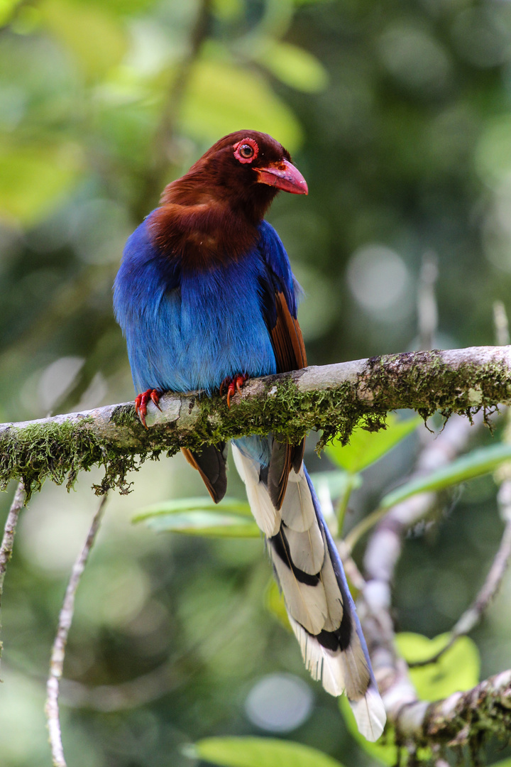 ceylon blue magpie