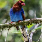 ceylon blue magpie