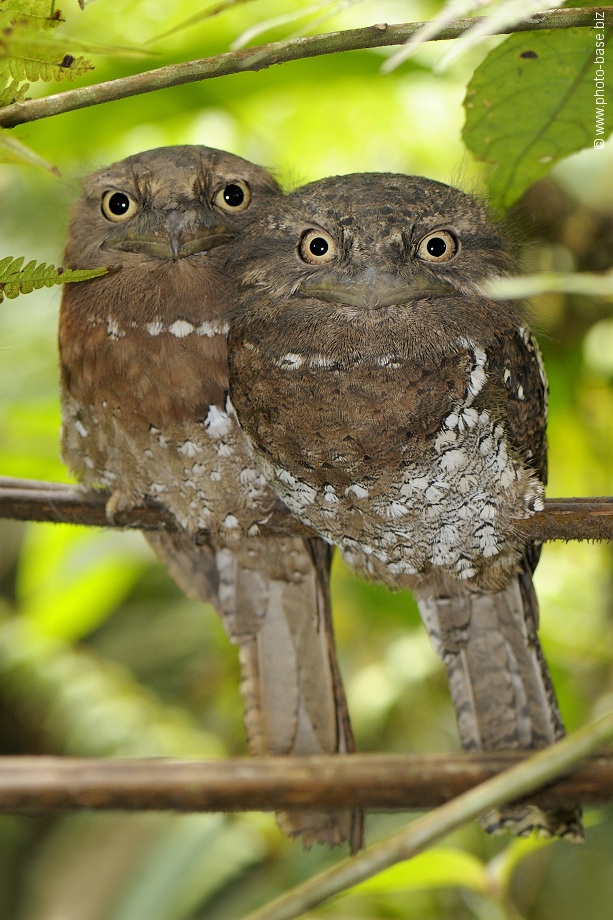 Ceylon frogmouth (Batrachostomus moniliger)