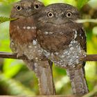 Ceylon frogmouth (Batrachostomus moniliger)