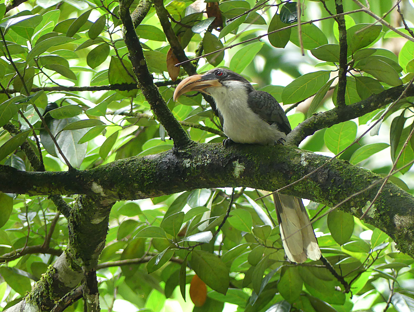 Ceylon Grautoko