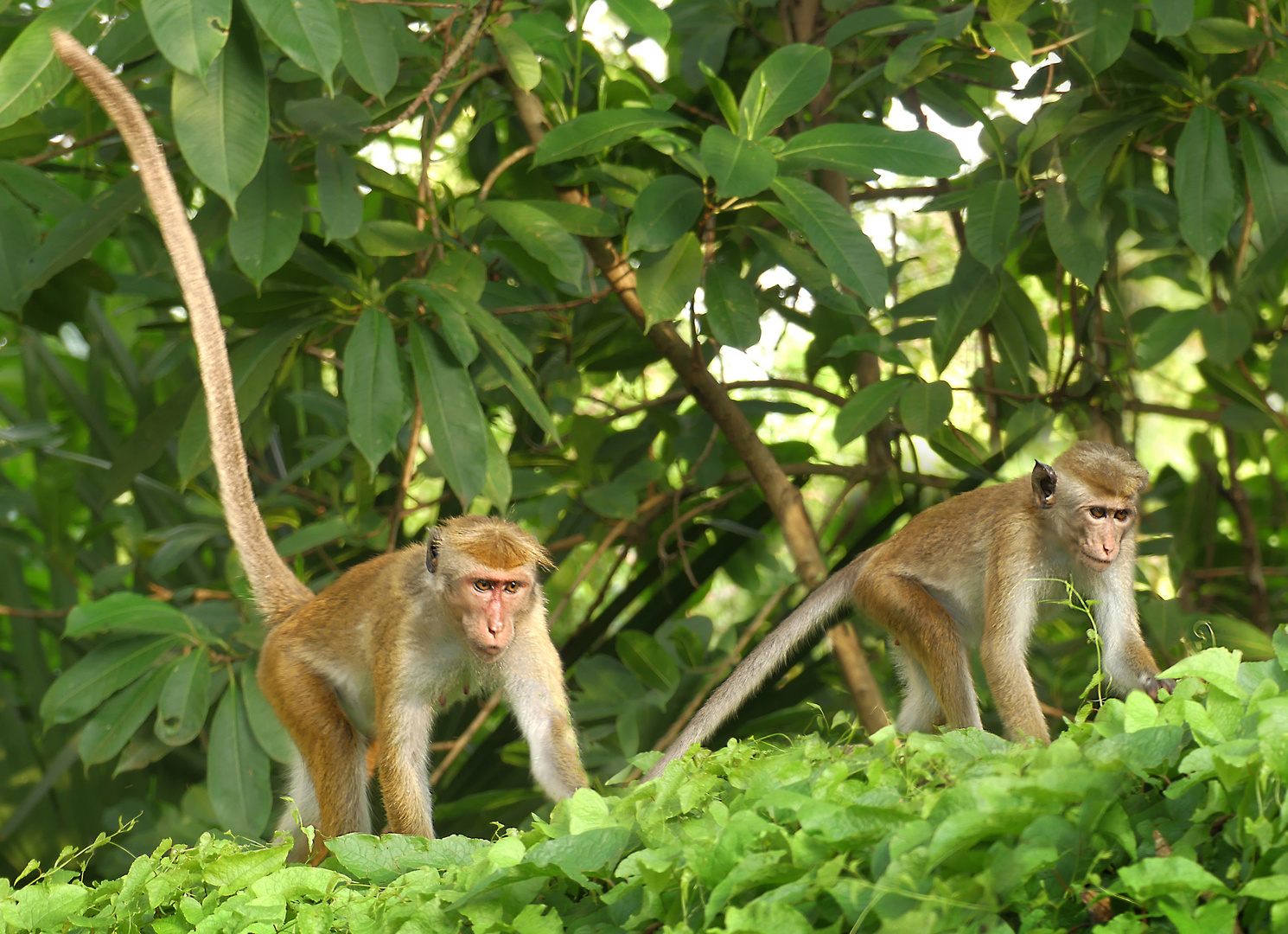 Ceylon-Hutaffen