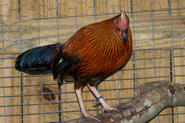 Ceylon Jungle Fowl