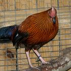 Ceylon Jungle Fowl