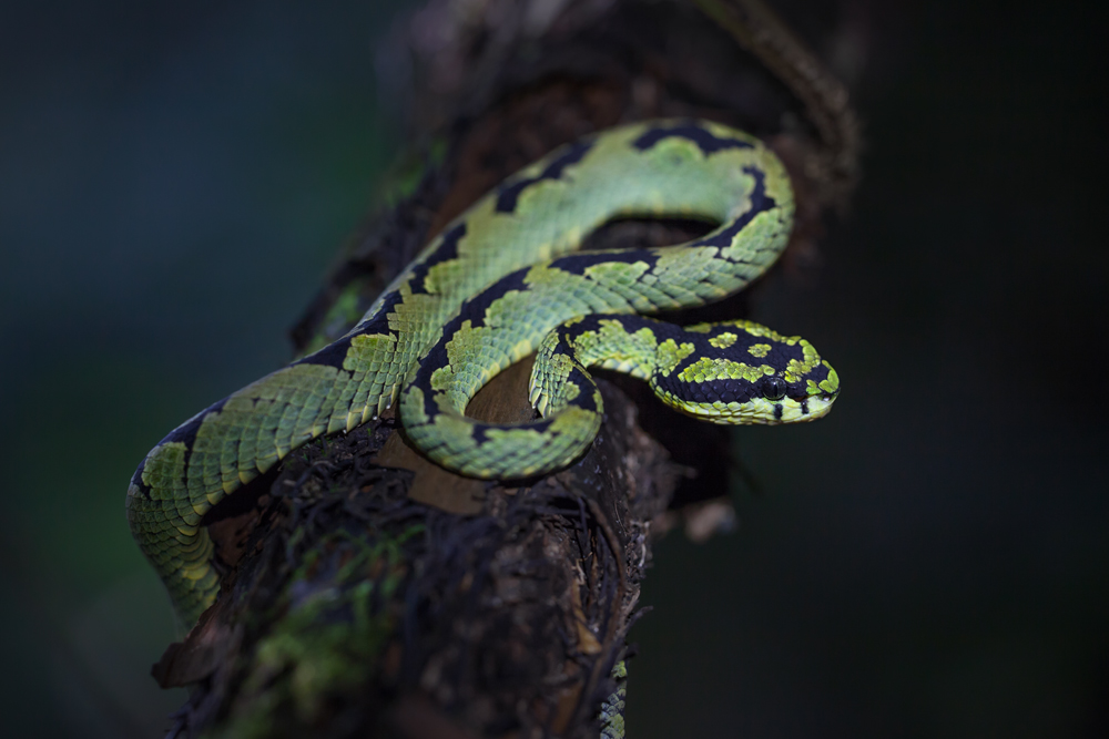 Ceylon-Lanzenotter (Trimeresurus trigonocephalus)