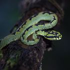 Ceylon-Lanzenotter (Trimeresurus trigonocephalus)