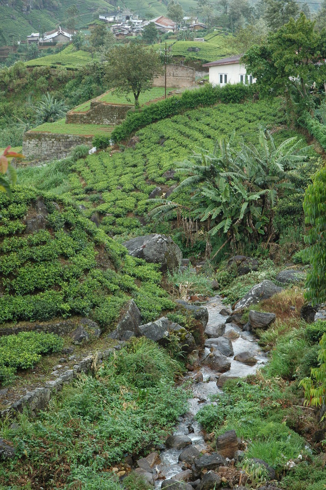 Ceylon Tea