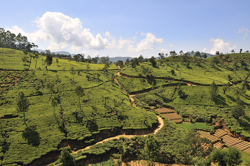 "Ceylon Tea"