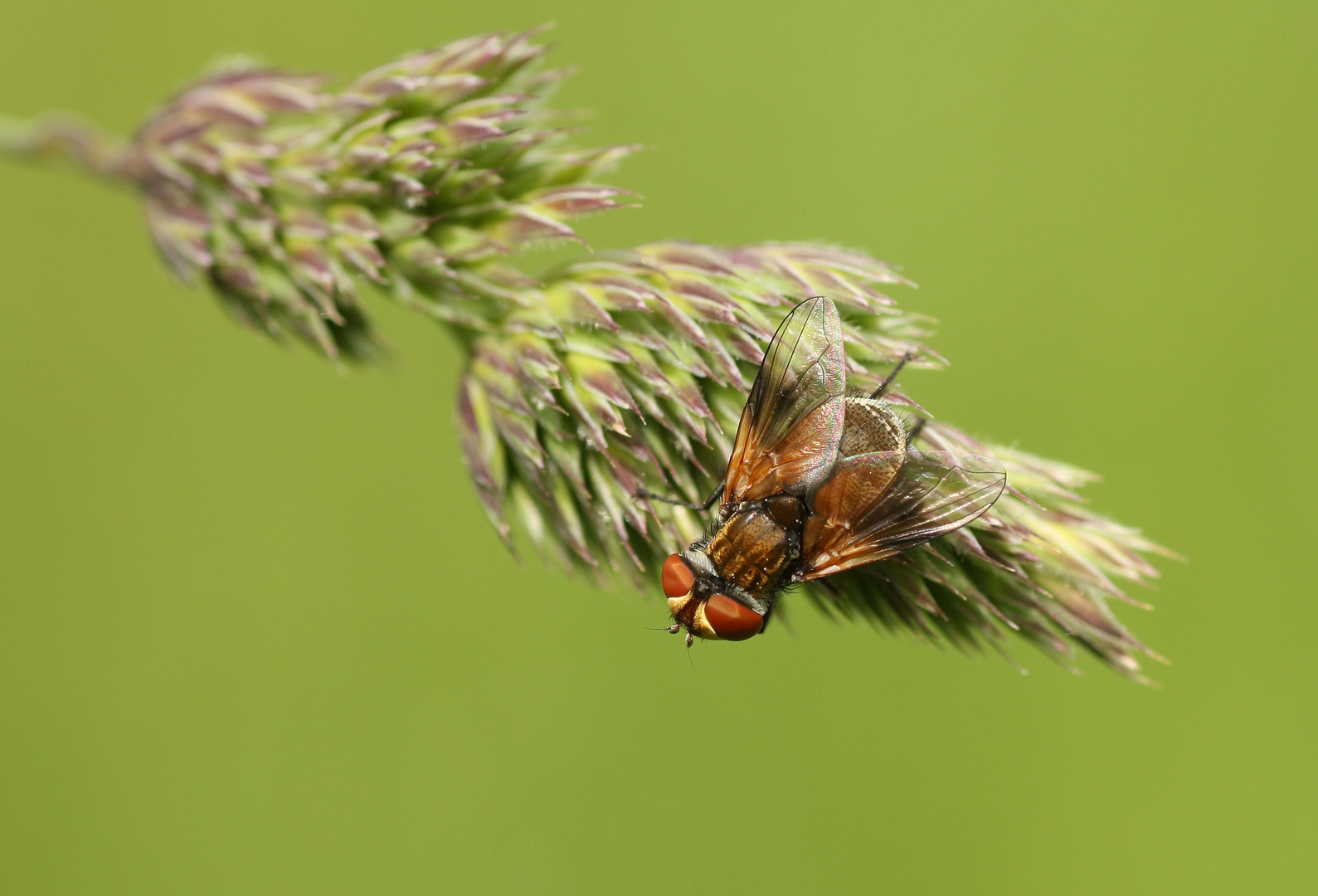 cf. Clytiomyia sp.