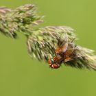 cf. Clytiomyia sp.