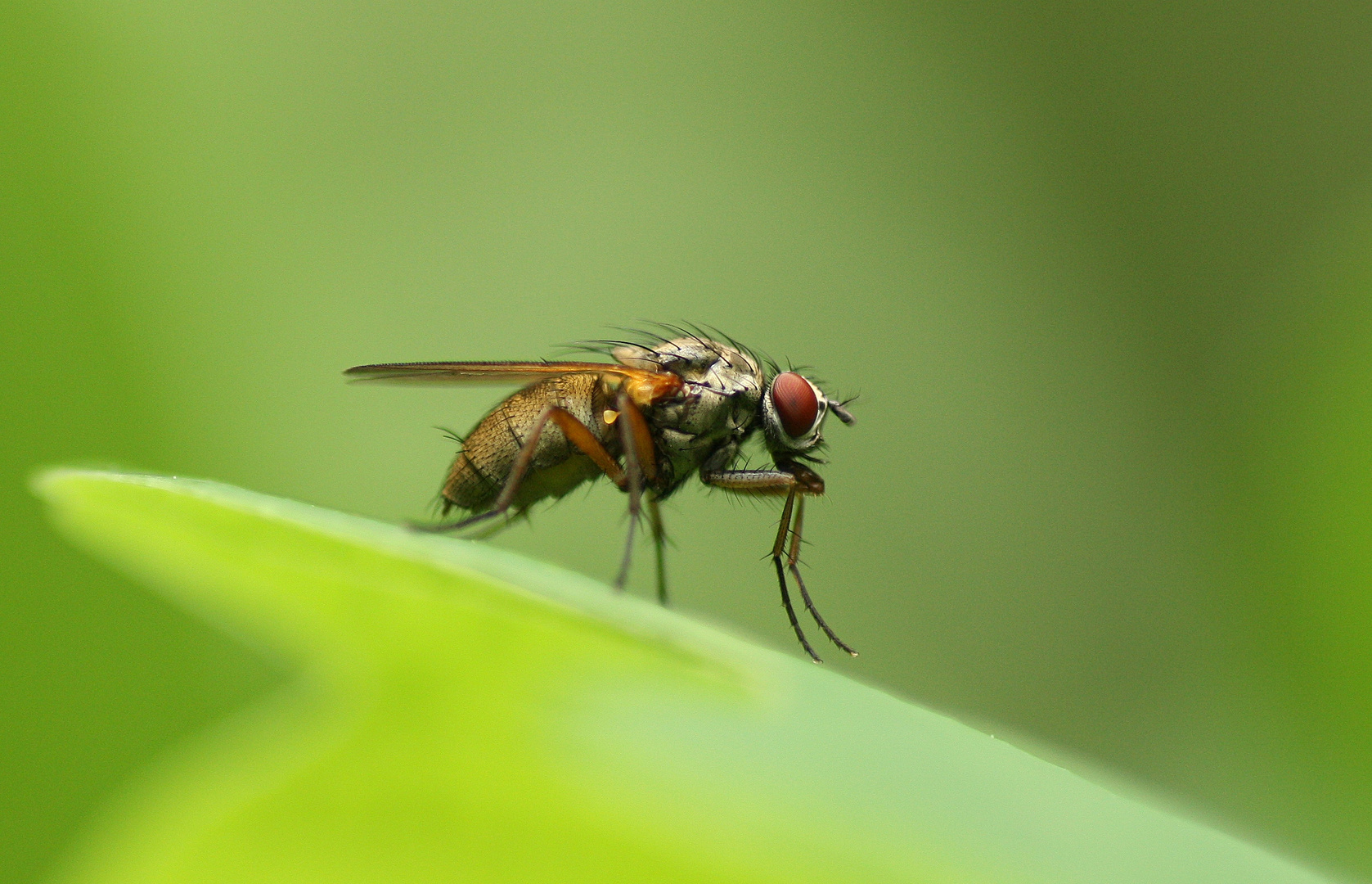 cf. Helina sp.