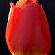 Tulpe