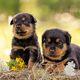 Rottweilerwelpen