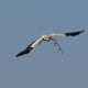 Storch im Landeanflug