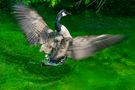 Canada Gans von Gernot Disselhoff