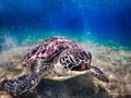 Seaturtle von dna Photografix